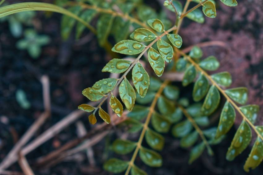 Curry leaves