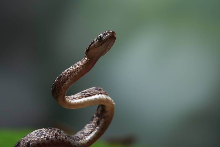 deadliest snakes in India