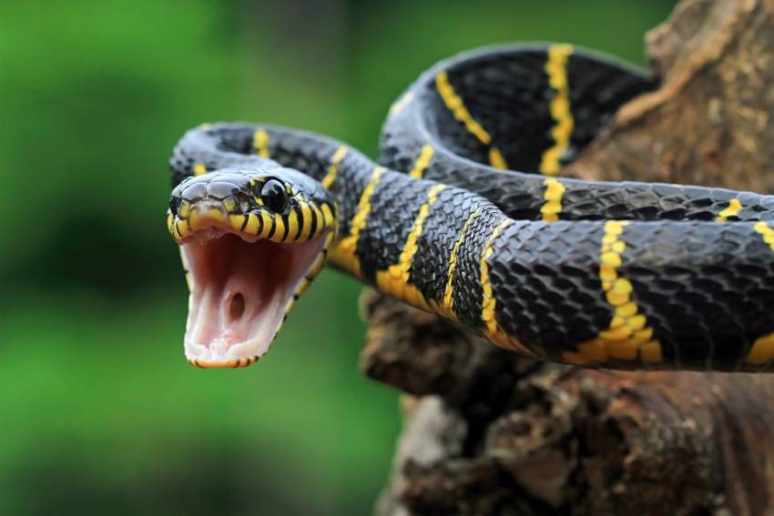 poisonous snakes in India