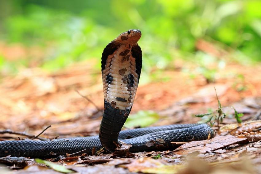 venomous snake species India