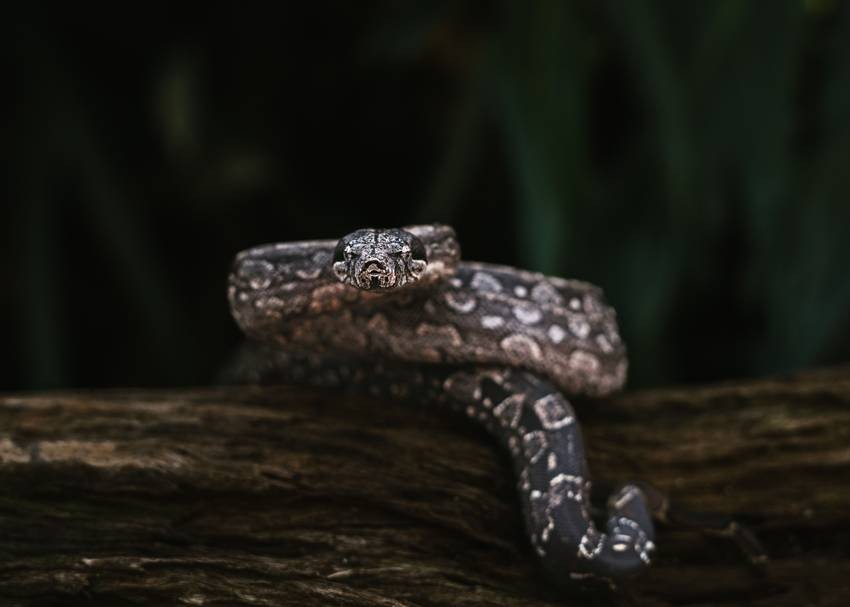 Indian cobra, king cobra