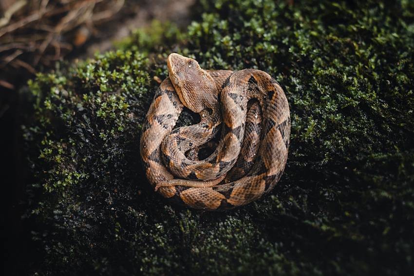 common krait