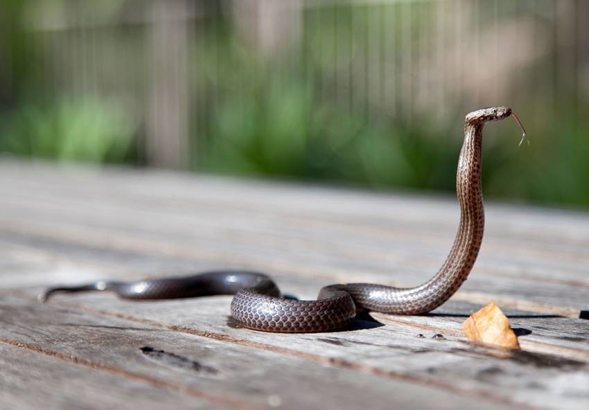 monsoon snake safety