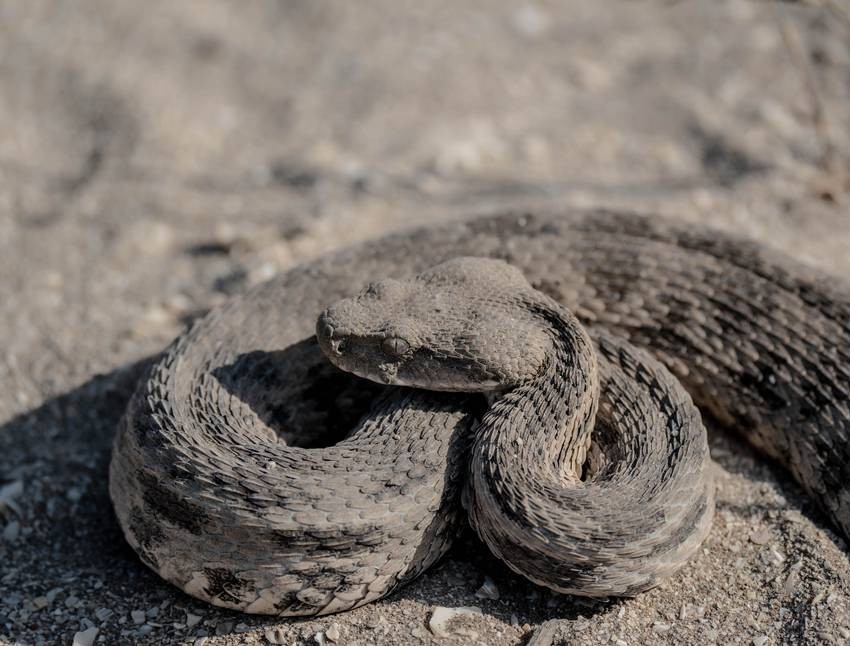 rainy season snake prevention