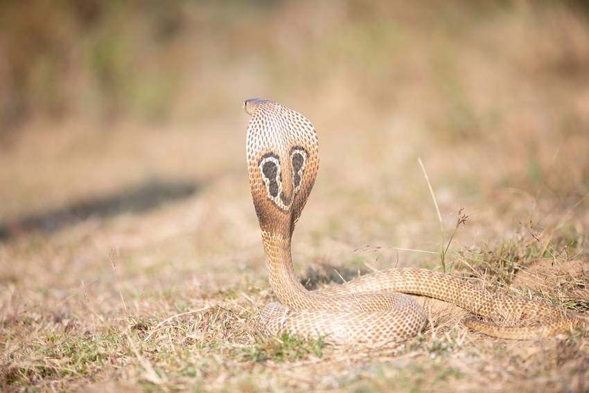 5 Most Venomous Snakes