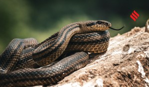 Deadliest Snakes in India
