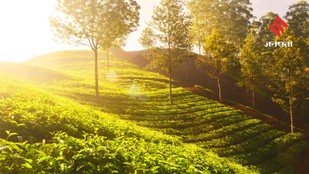 Discover the Magic of Munnar