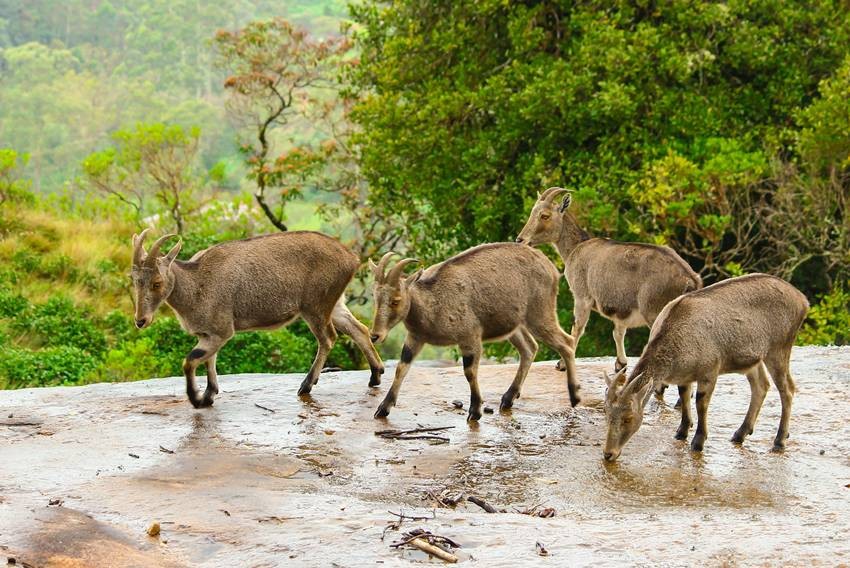 Eravikulam National Park, Kerala