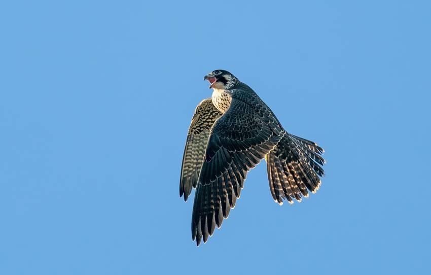 Eurasian hobby