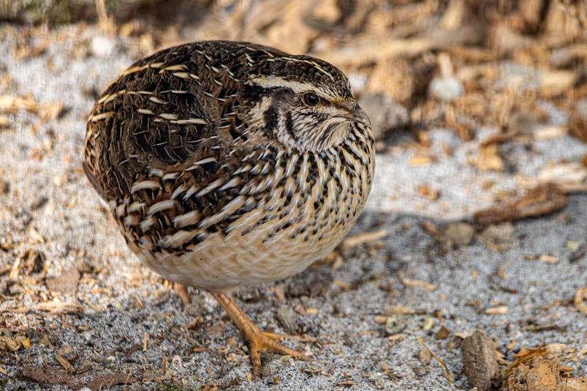 European quail