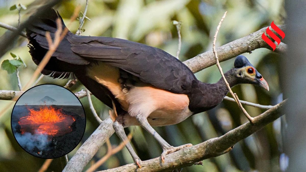 Maleo reproduction