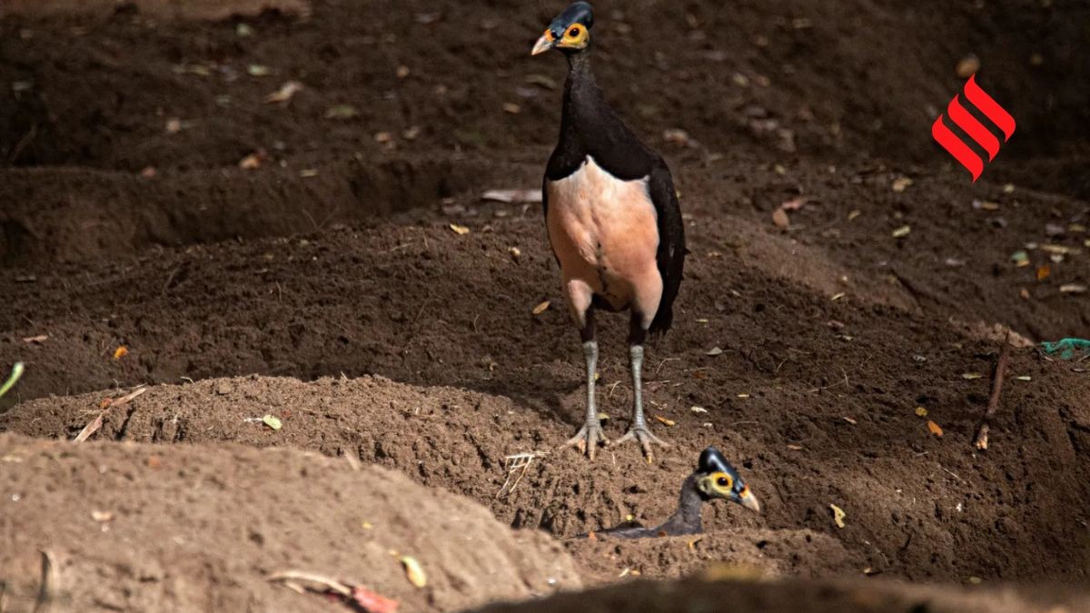 Maleo nesting habits