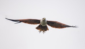 Fastest Flying Birds