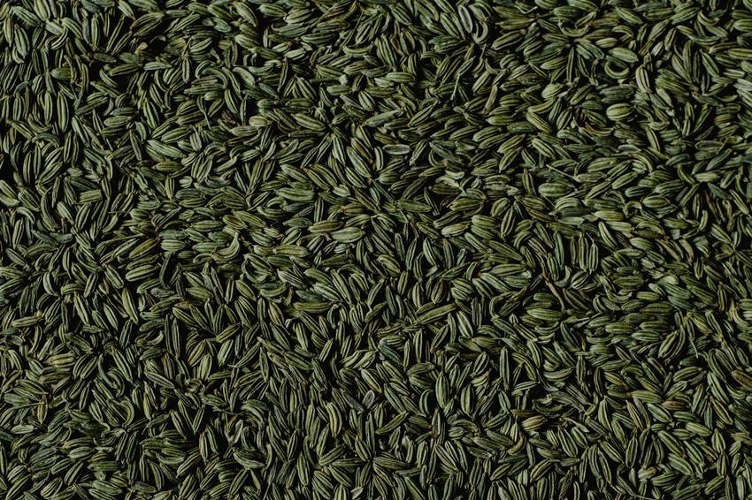 Fennel Seeds