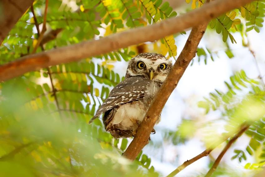 Forest Owlet