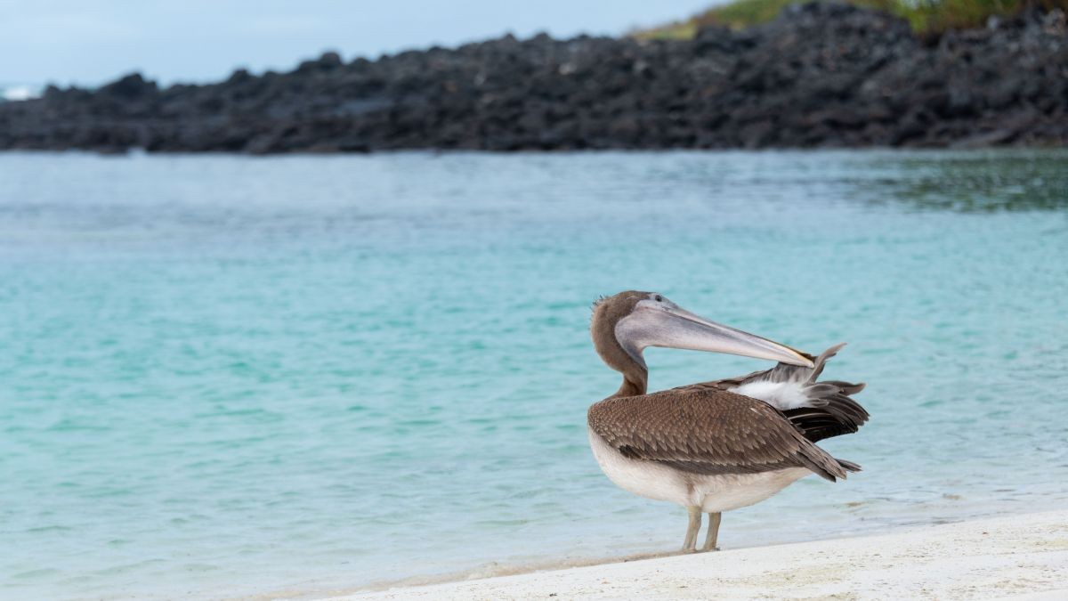Galapagos Islands