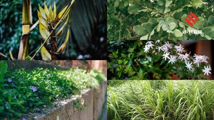 Garden safety tips