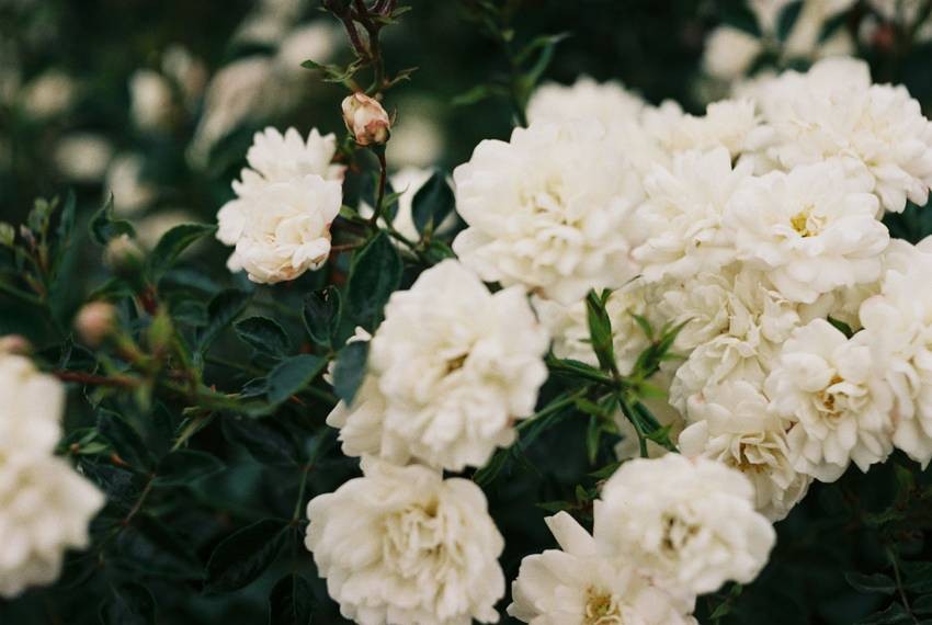Gardenia