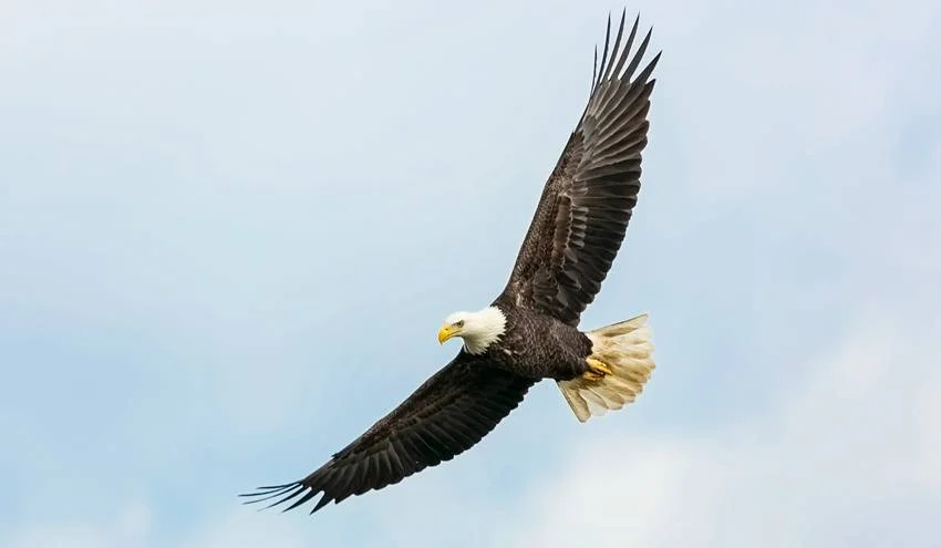 Golden-Eagle