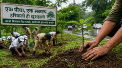 Opinion: हर साल करोड़ों पौधे, फिर भी घटती हरियाली! आखिर कहां गायब हो जाते हैं वृक्ष?