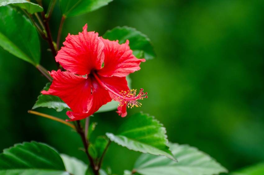 Hibiscus
