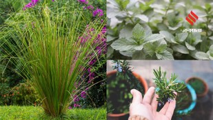 Home garden pest prevention