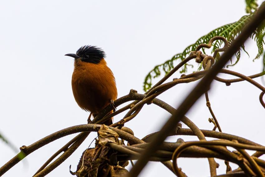 Hooded Pitohui
