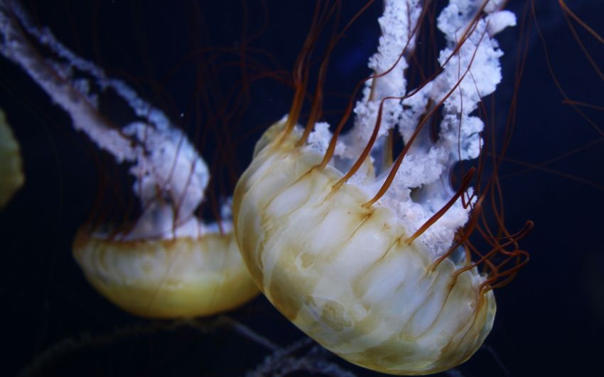 Clytia hemisphaerica