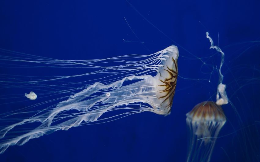 transparent jellyfish