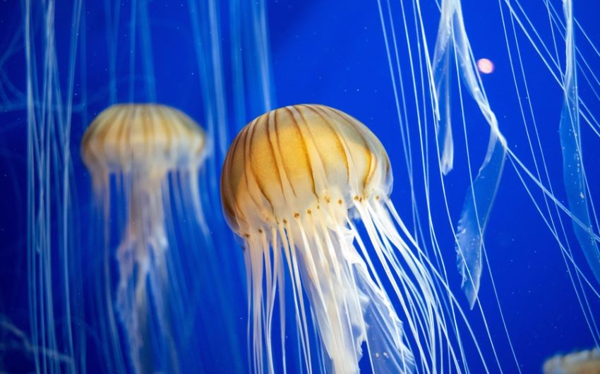 jellyfish regeneration