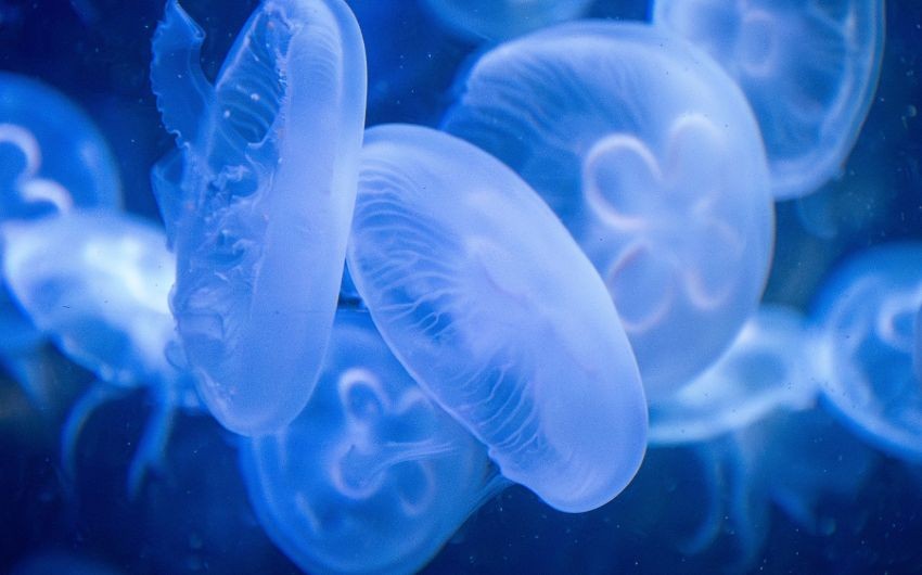 jellyfish wound healing
