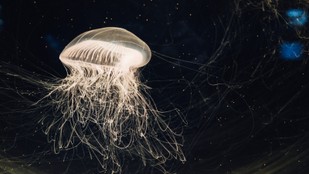 How Jellyfish Heals Wounds