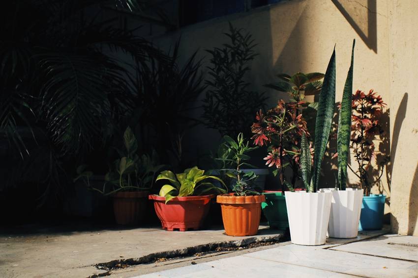 home remedies for lizards
