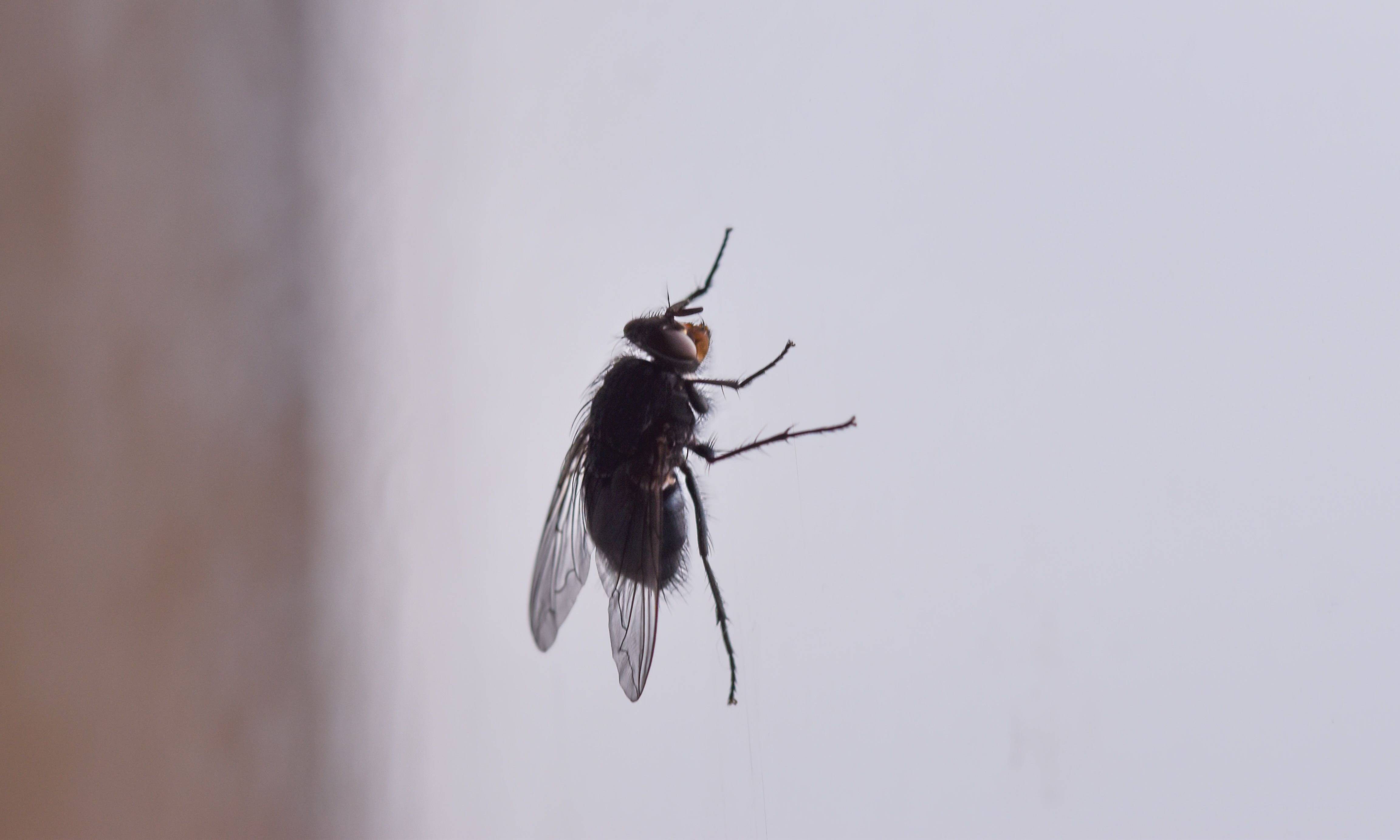 household insect control tips