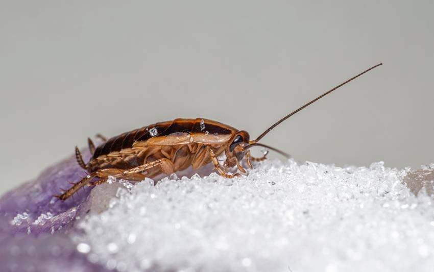 get rid of insects at home