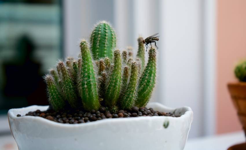 how to get rid of insects at home