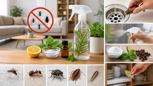 How to get rid of insects at home