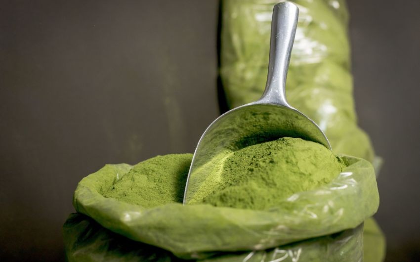  how to dry moringa leaves
