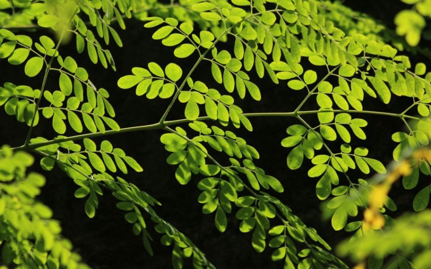 pure moringa powder
