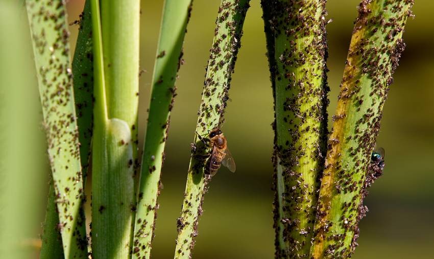 Ignoring Fungus and Pests