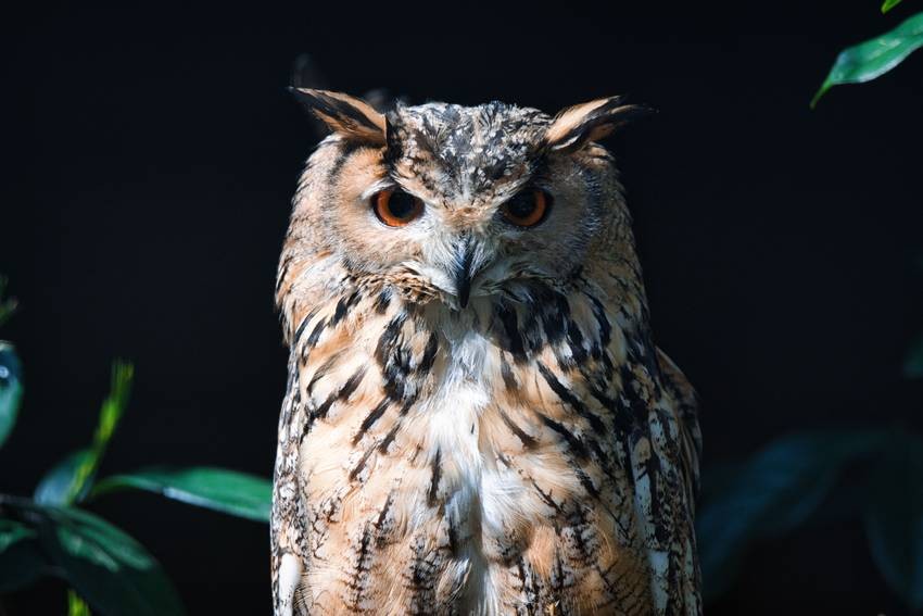Indian Eagle-Owl