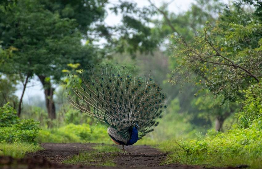Indian peacock
