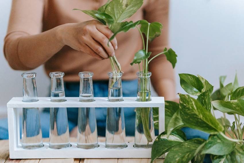Indoor Plants You Can Grow From Cuttings