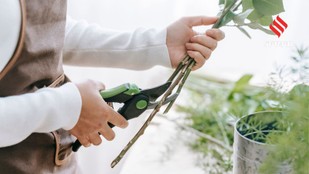 Indoor Plants You Can Propagate From Stem Cuttings