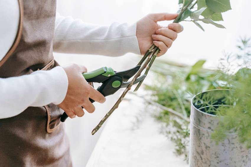 Indoor plants that grow easily from stem cuttings