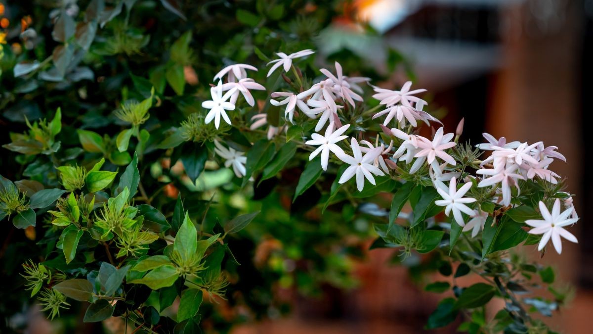 Jasmine