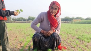 Farmers, Jeera, Rajasthan, Gujarat