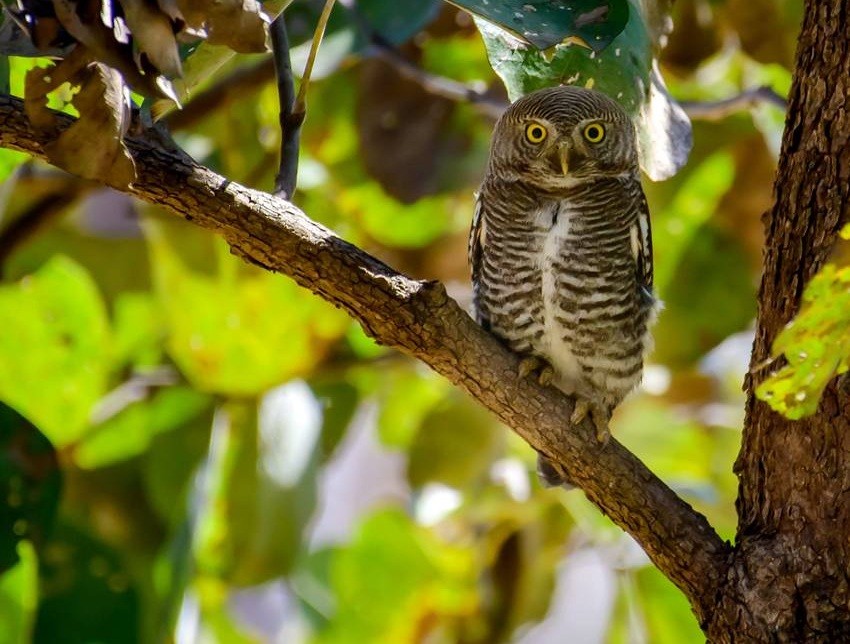 Jungle Owlet