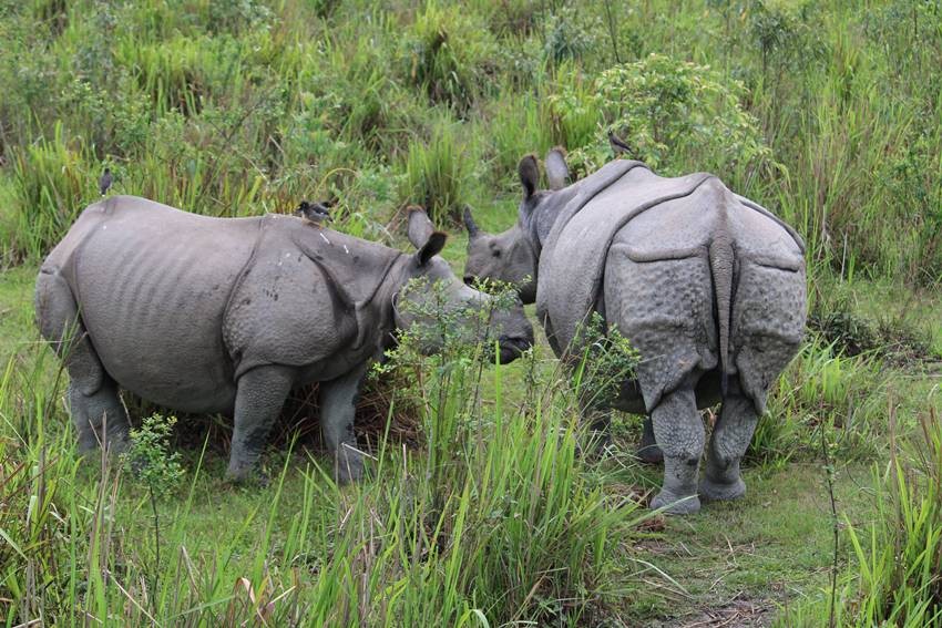 Kaziranga National Park, Assam