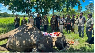 Kaziranga national park | elephant died | assam |